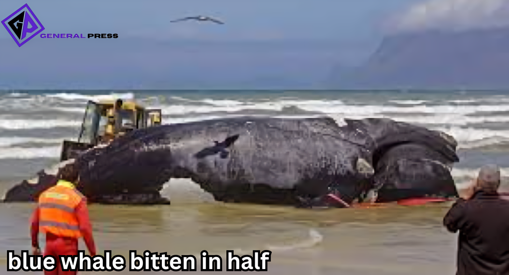 blue whale bitten in half